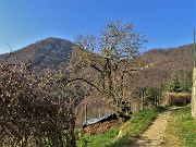 Monte Ubione (875 m) e Corna Marcia (1033 m) da Sopracorna di Ubiale - 3marzo22  - FOTOGALLERY